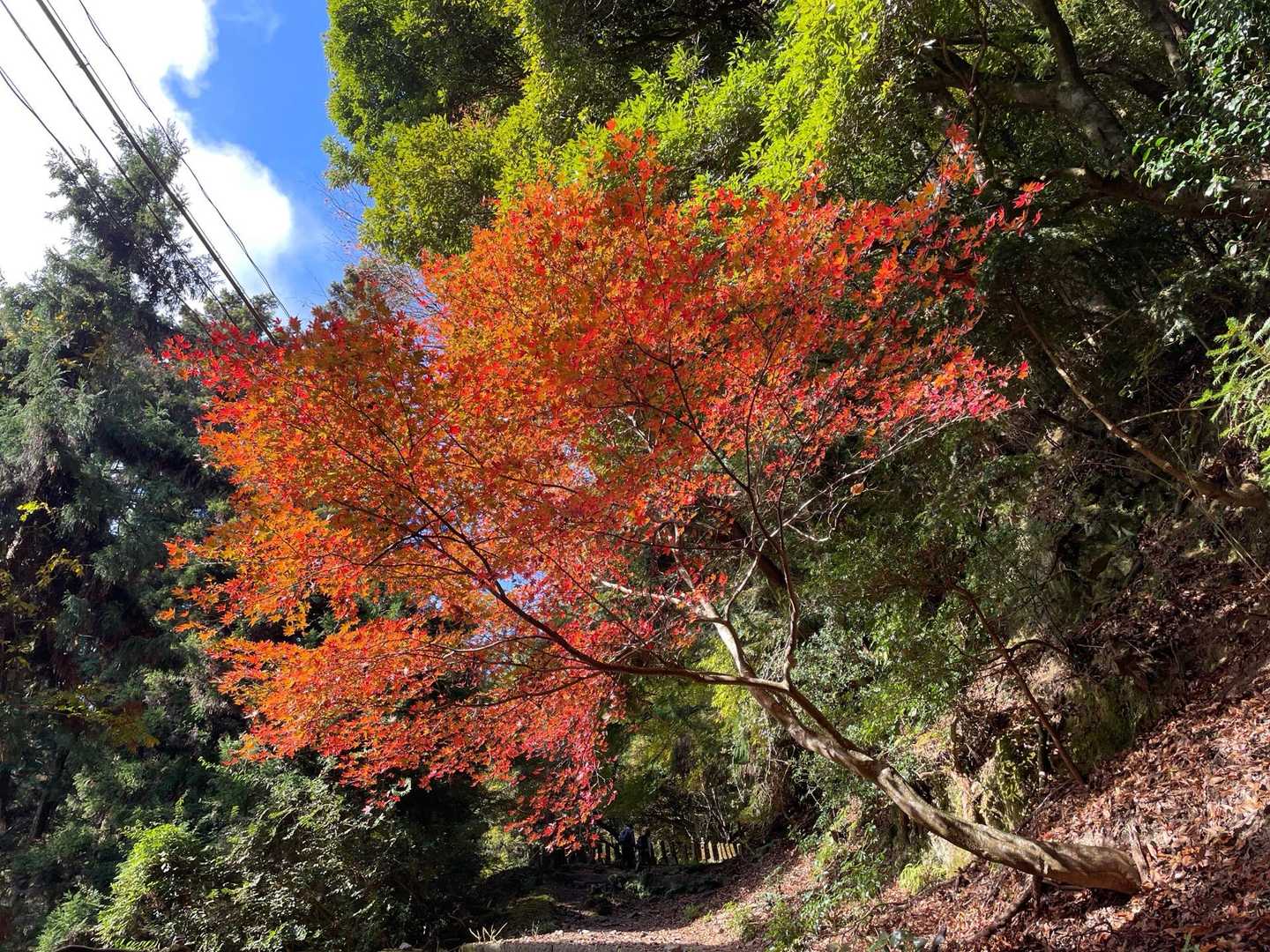 比叡山 | 歴史と自然が交わる、京都北山の縦走路の写真