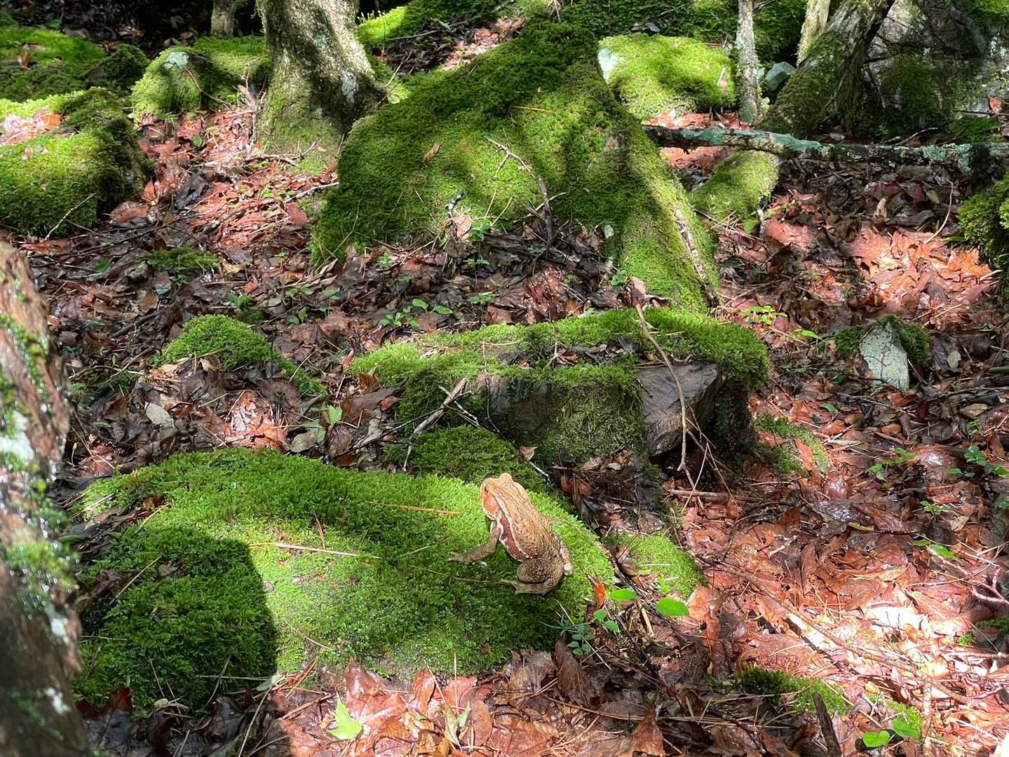 雨が上がり、ケロも活発に🐸