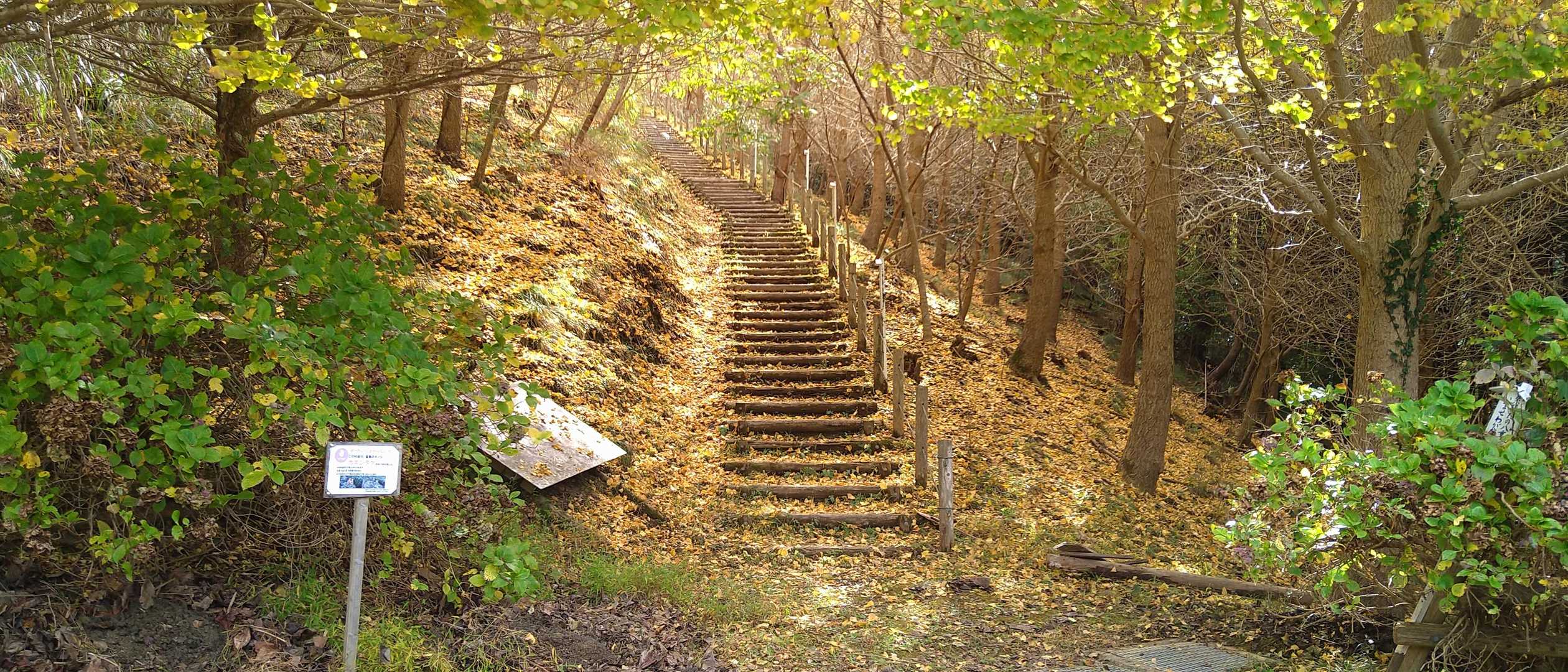 いずれにせよ、この雰囲気なら階段を選択するだろう。