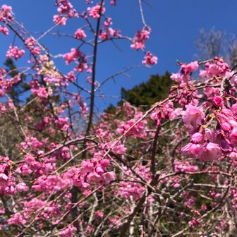 山頂広場の桜