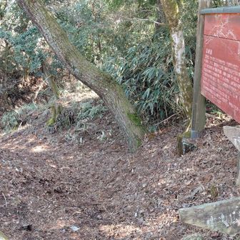 足柄峠から古道を下りて