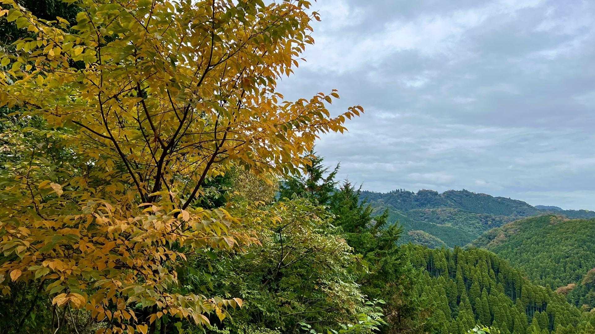 紅葉はこれから本番