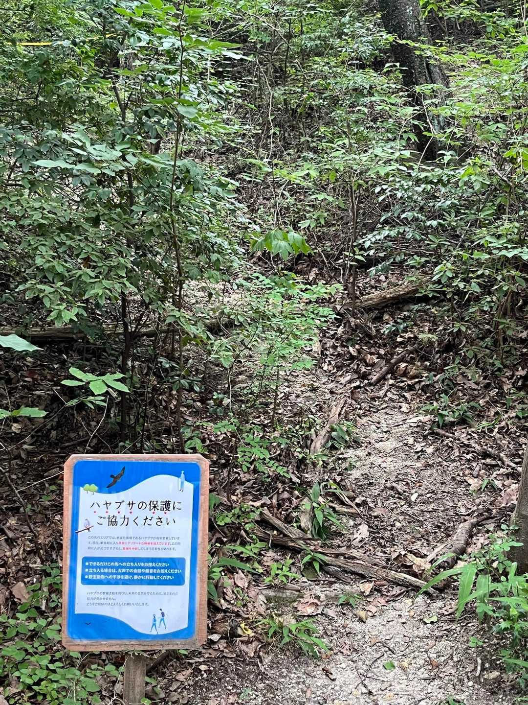 ハヤブサ保護の為、哮峰は立ち入り禁止🚧