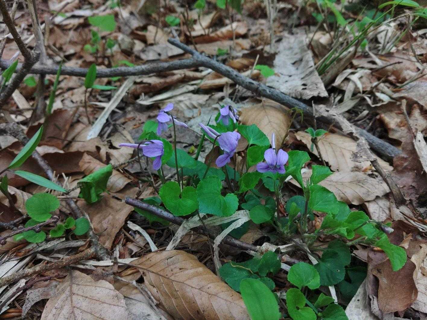 花の後ろに天狗の鼻のような距が長く突き出したナガハシスミレ（テングスミレ）