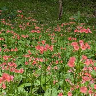 笹池手前のクリンソウの群生も見頃でした