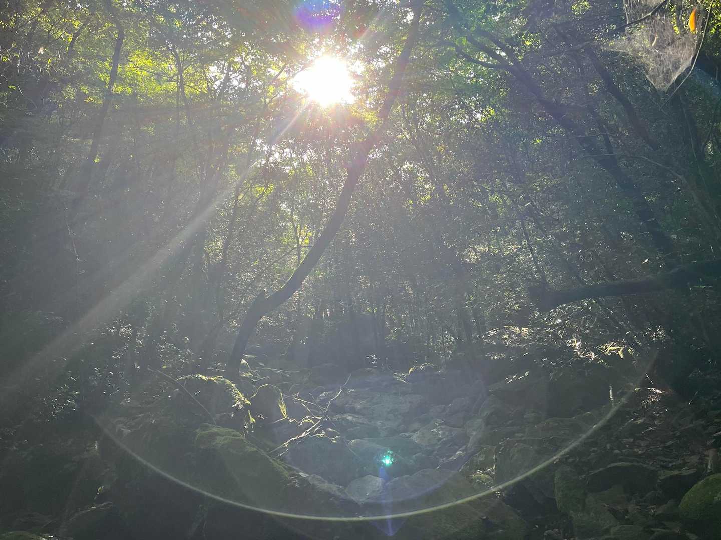 🌟