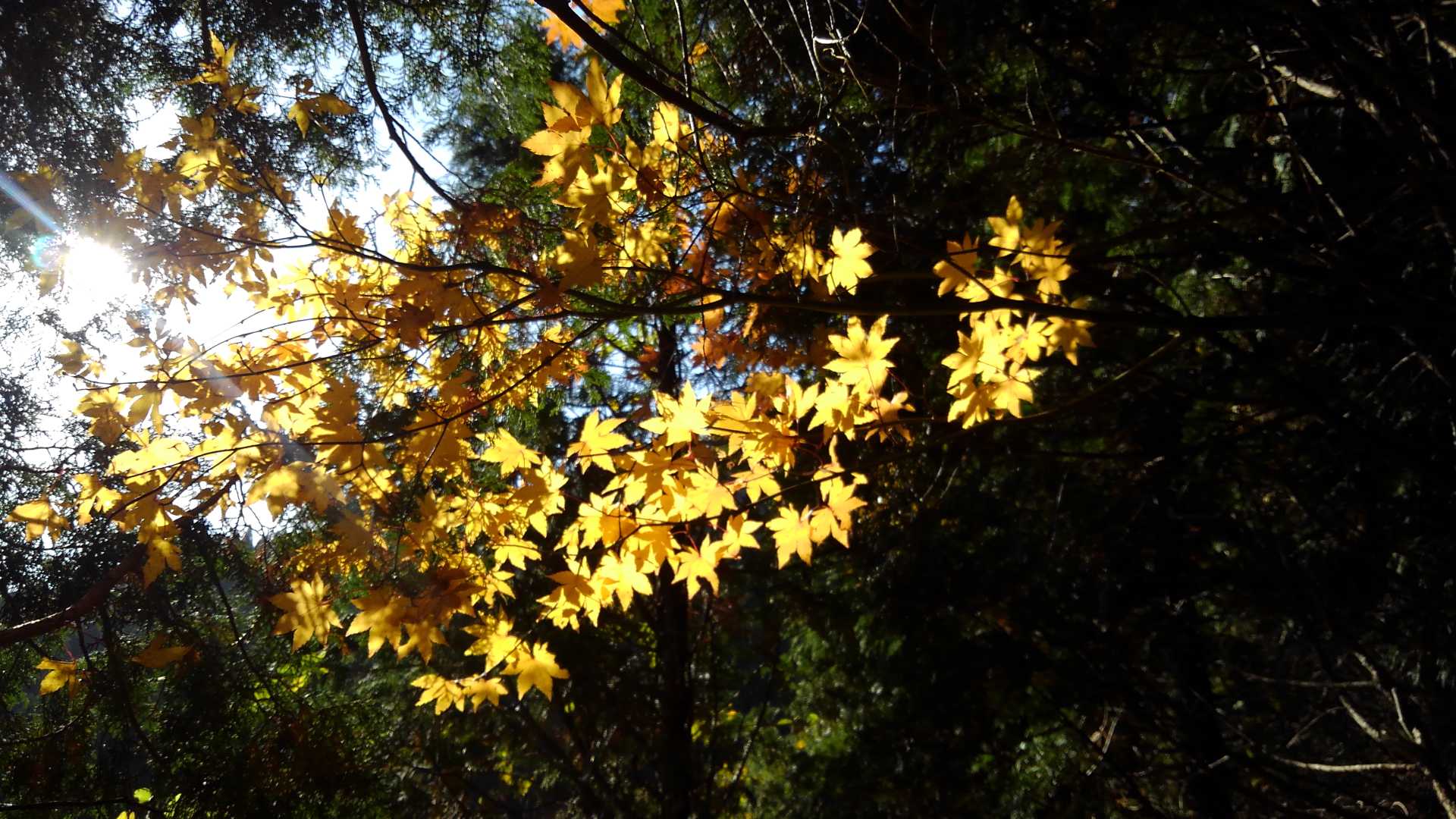 少しだけ紅葉を