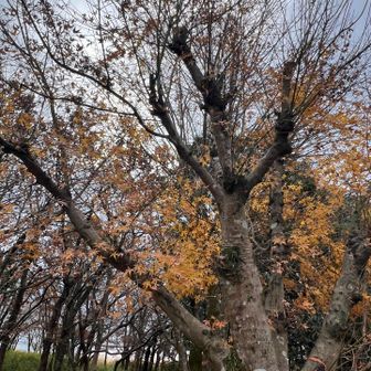 紅葉🍁見つけた💡