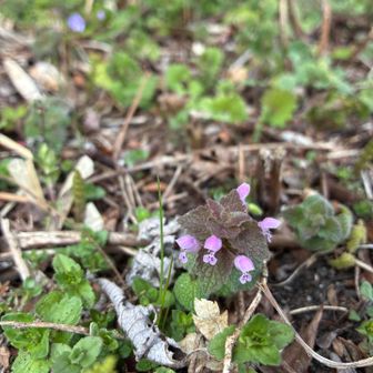 駐車場まで半周歩く
