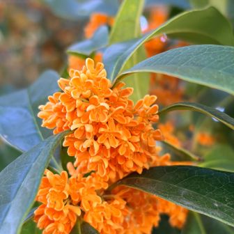 金木犀🧡いい香り
