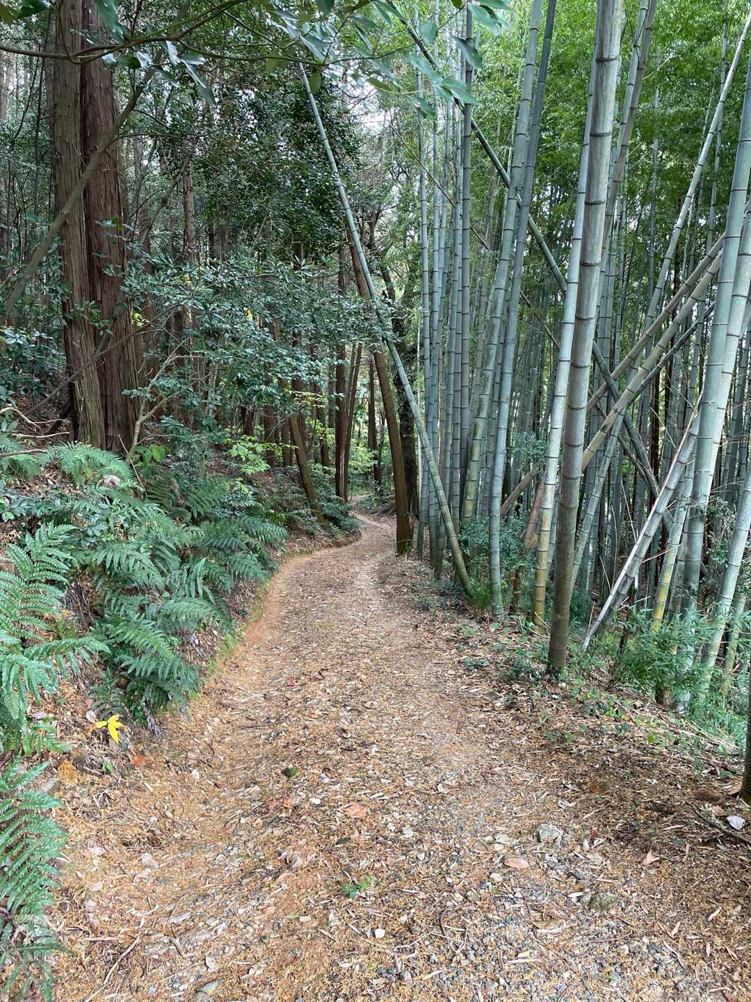 静かな歩きやすい道でした