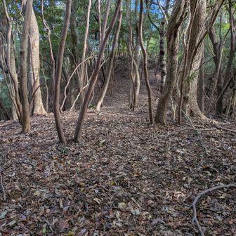 近くで連続した銃声と猟犬の吠える声がします。
狩猟期の見通しが悪い藪の山は怖いと思いました。
先に進むと、歩きやすい尾根に出ました。