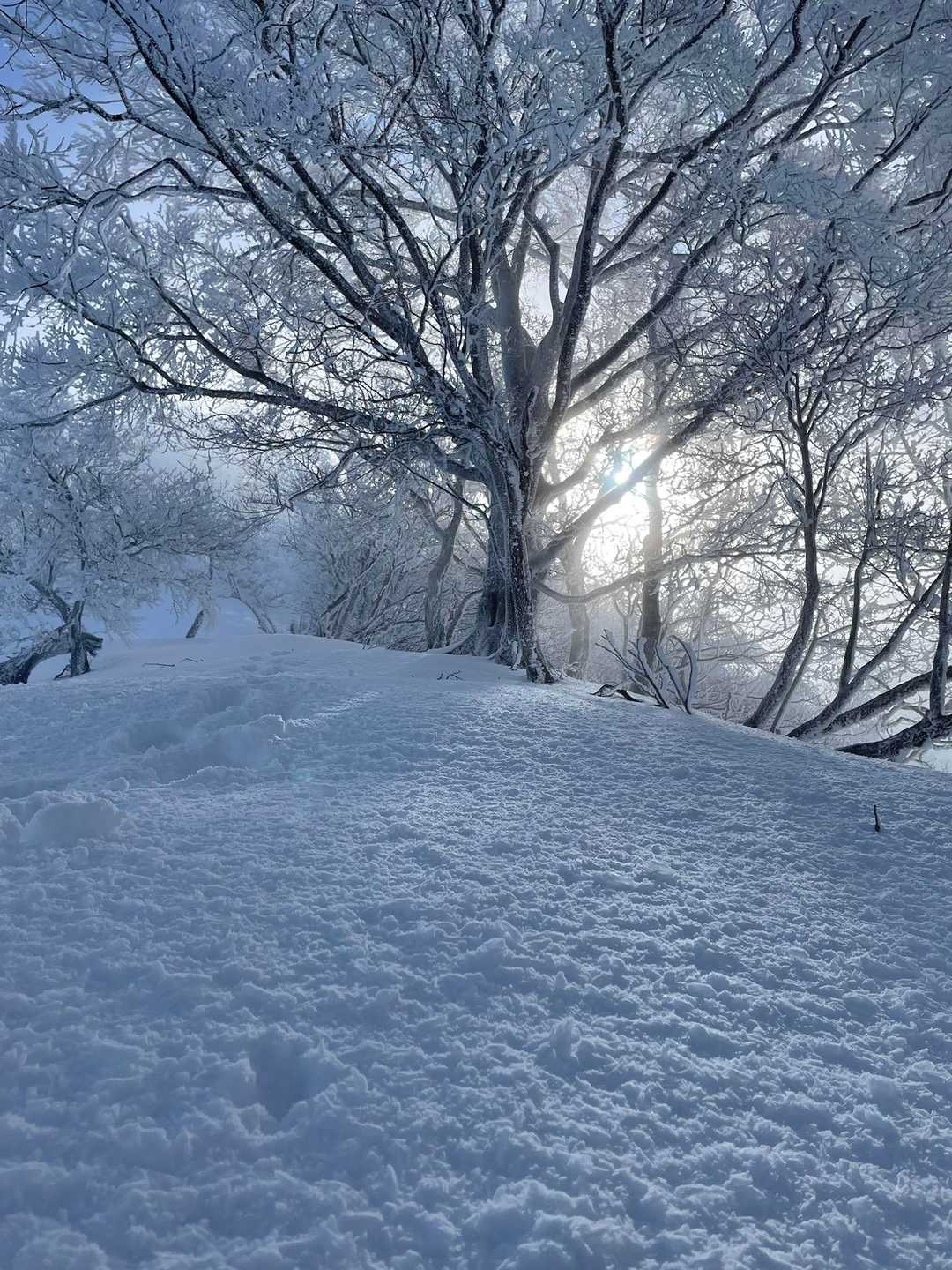 曇り空から差し込む微かな光が
雪化粧を照らします