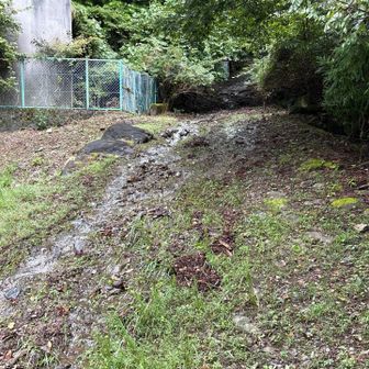バス停からすぐのところに登山口。それなりの水量の水が流れてくるのでビックリ。登山道の半分ぐらいが水没中…