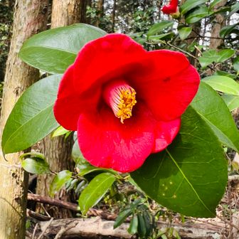 ヤブツバキも鮮やかに❤️