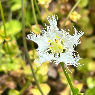 花びらが尖って全体が星形
取立山のは花びらが丸っこい梅型