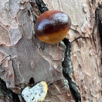 栗まんじゅう？