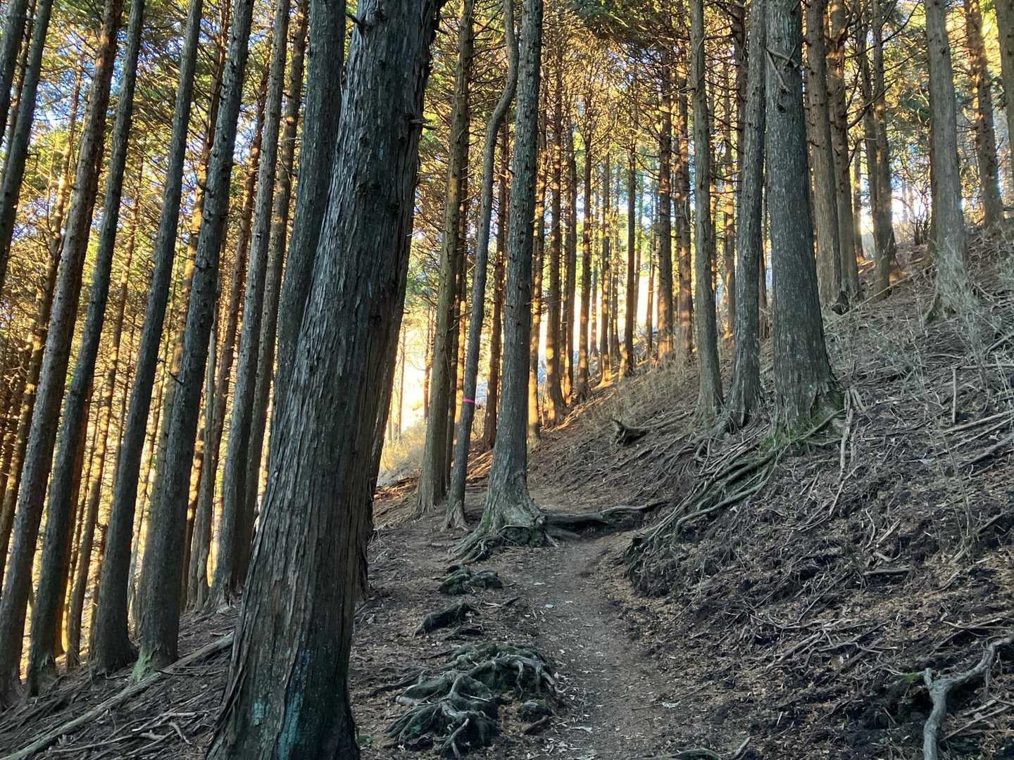 登山道に日がさして来た✨