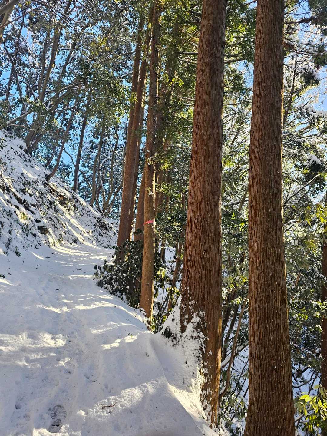 パウダーでもふもふでした。
先行の方は一人かな👣