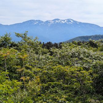 😲白山！　昨日の荒島岳より近い分、よりはっきり見えます！