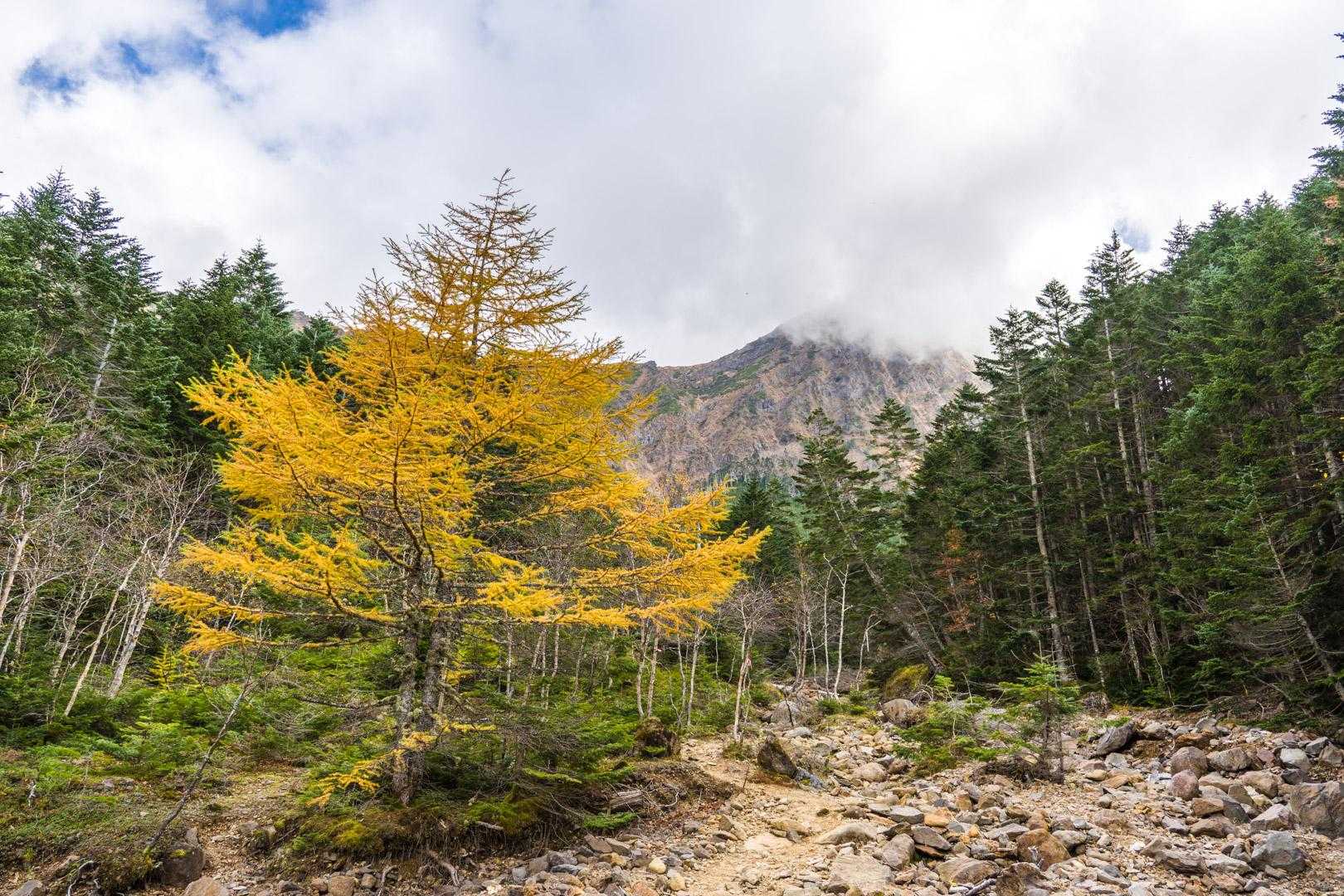 一本だけ紅葉
