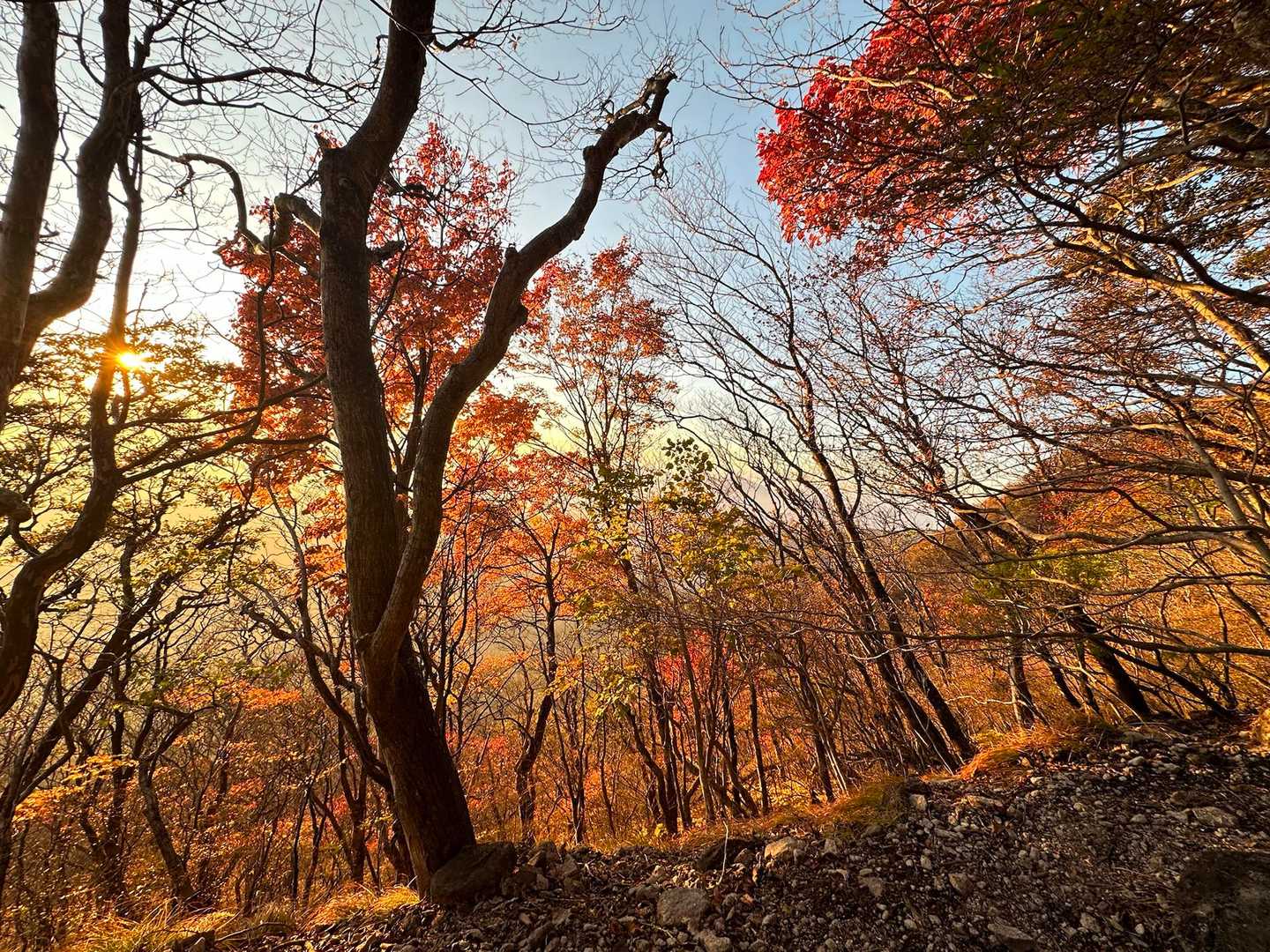 鍋割山登山口-鍋割山-火起山-荒山登山口 周回コースの写真