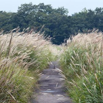タデ原湿原はススキが風に揺られていました。