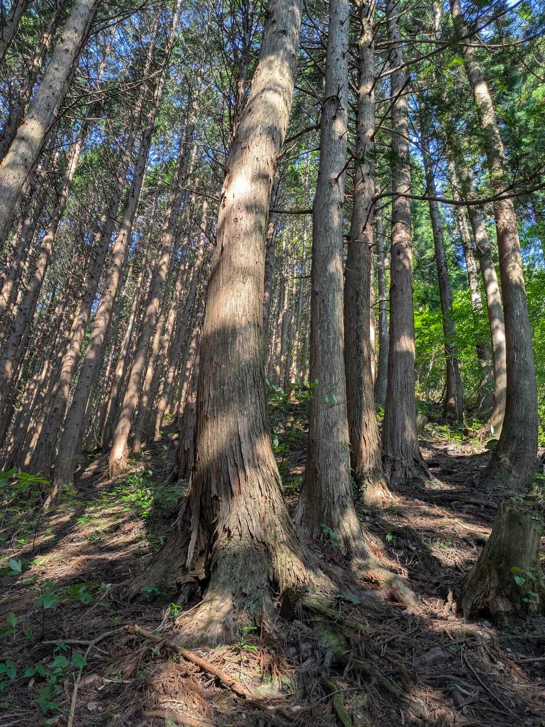 市間山-立岩山-日の平山 往復コースの写真