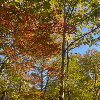 紅葉のトンネル
