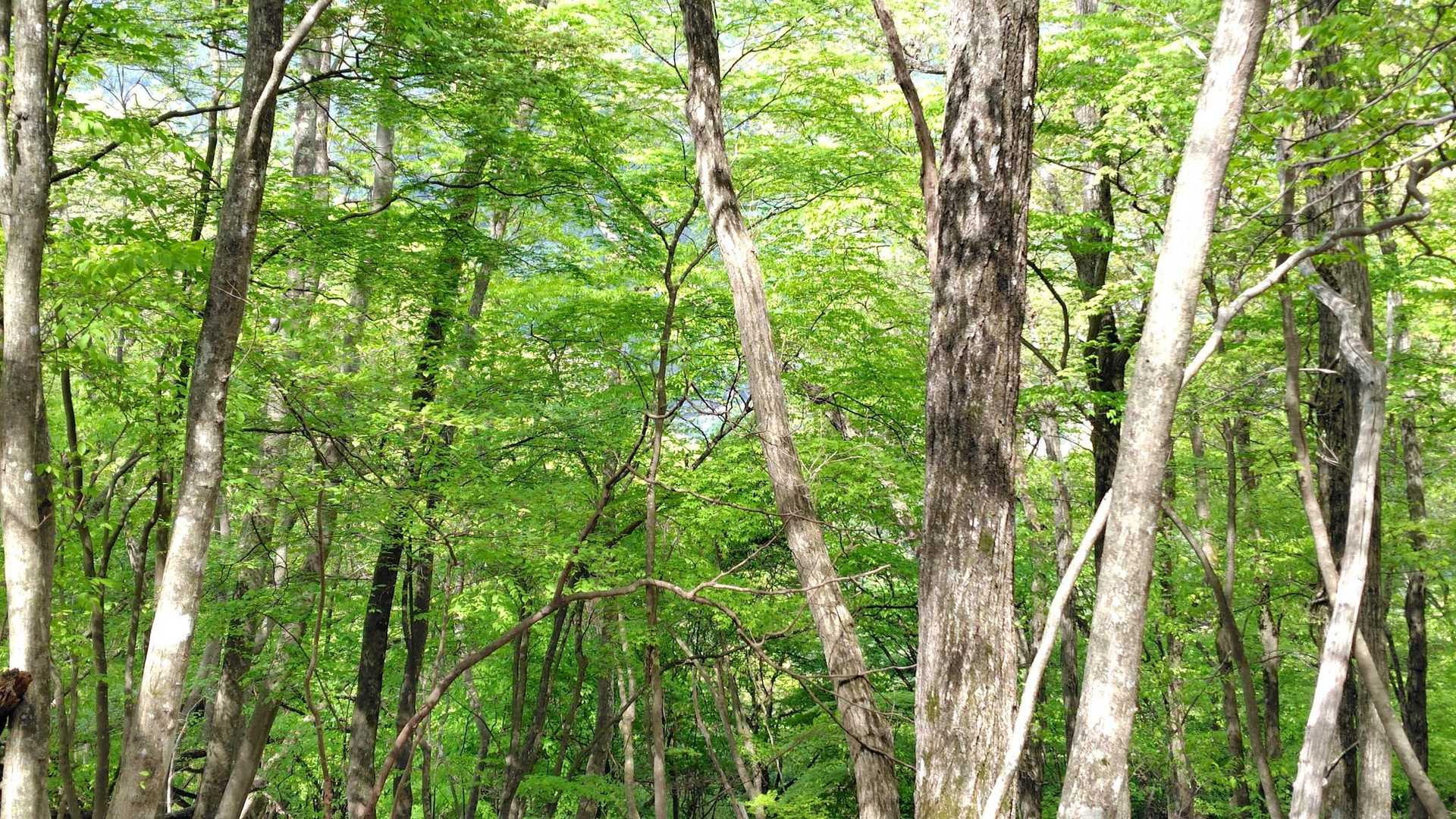 これも