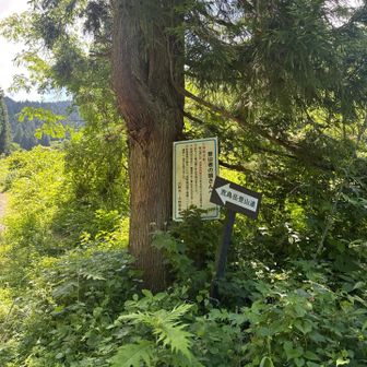 登山道はほぼ一本道なので、逸れることはありません。