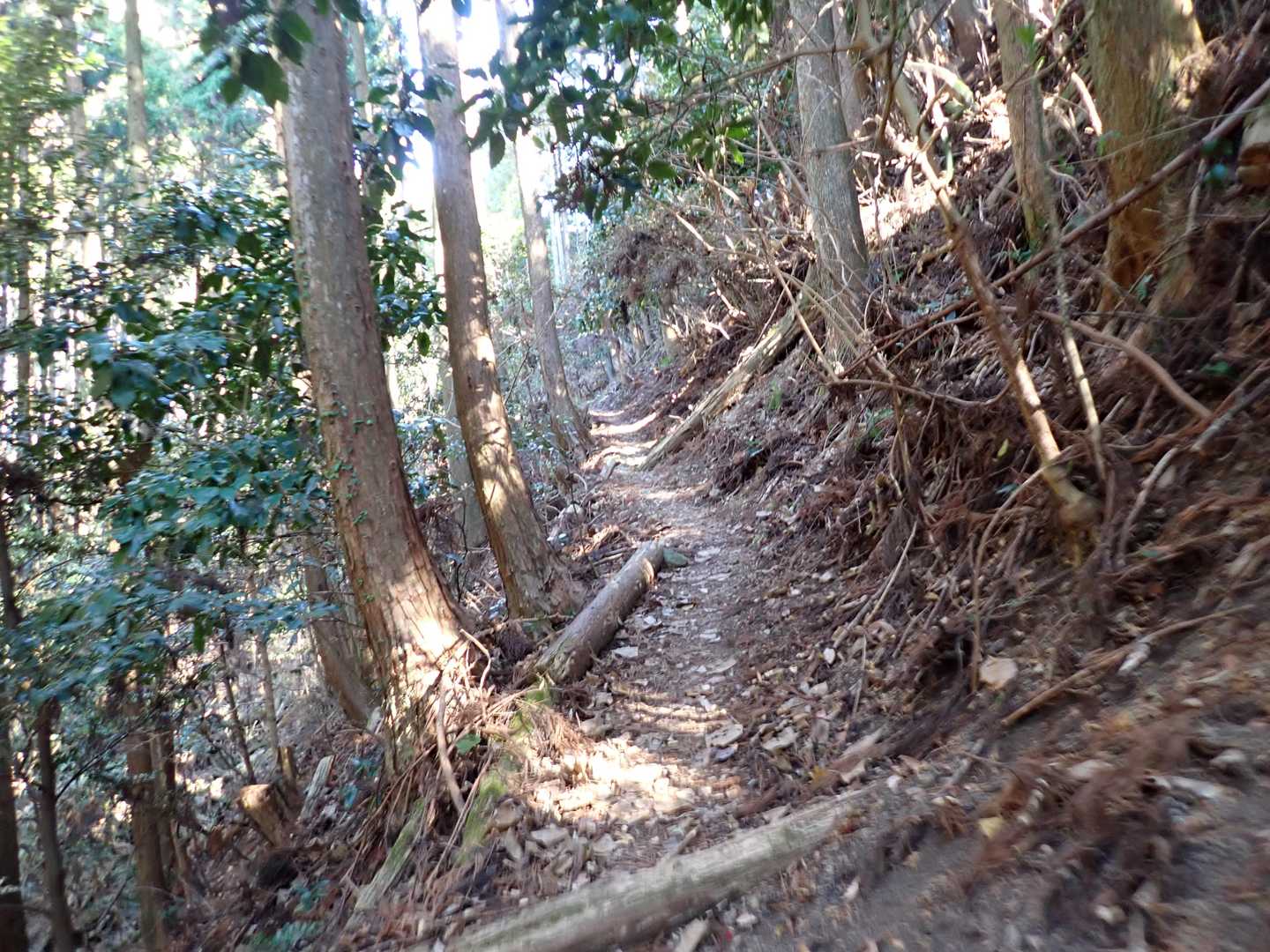 名前の通り樹林帯を進む。