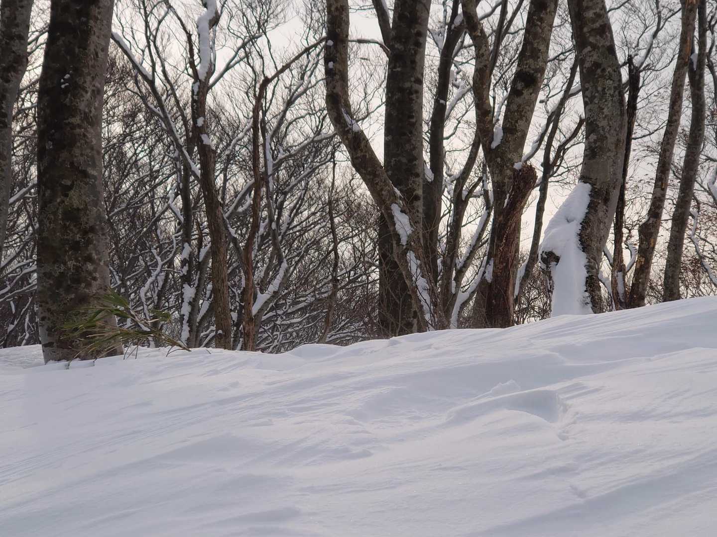 帰り道、自分の🐾も消えてる…