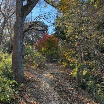 階段を登りきると山道になります
小鳥とリスに出会いました