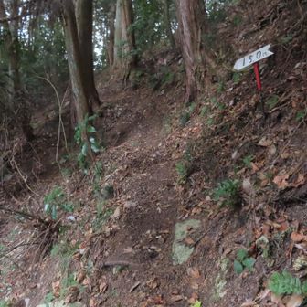 道は崩れることなく、ずっと歩きやすかったです。
整備後だからですかね、私の出番はなかったです😊