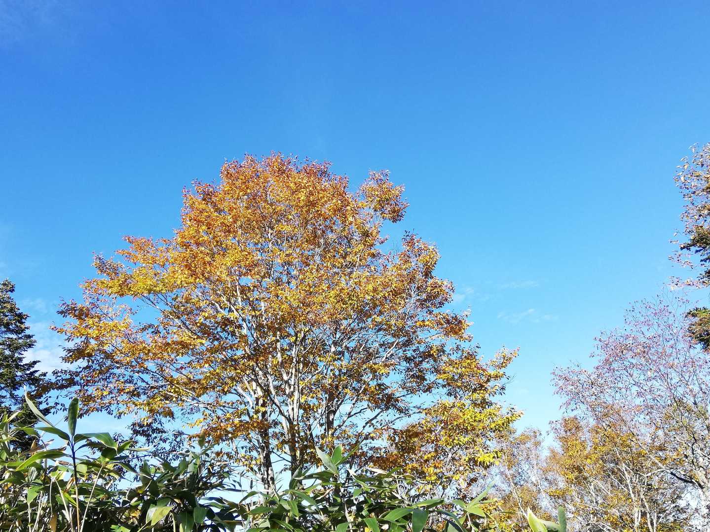 いよいよゴールが近付いてきて少し淋しい気分に。ホントに一日中きれいな青空。紅葉も映えます