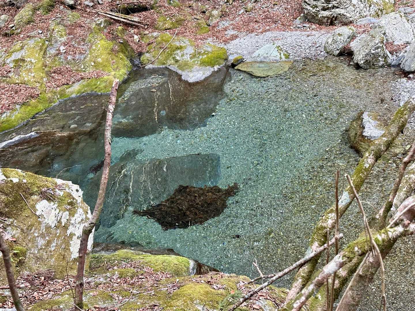 透き通っています