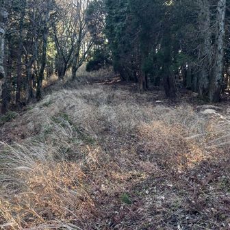 下草は長くて太ももくらいのとこもあり😉