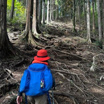 堂所山のピークは根っこ急登でちょい面白かった