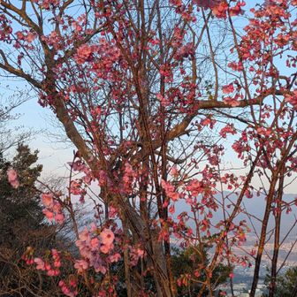 陽光桜🌸