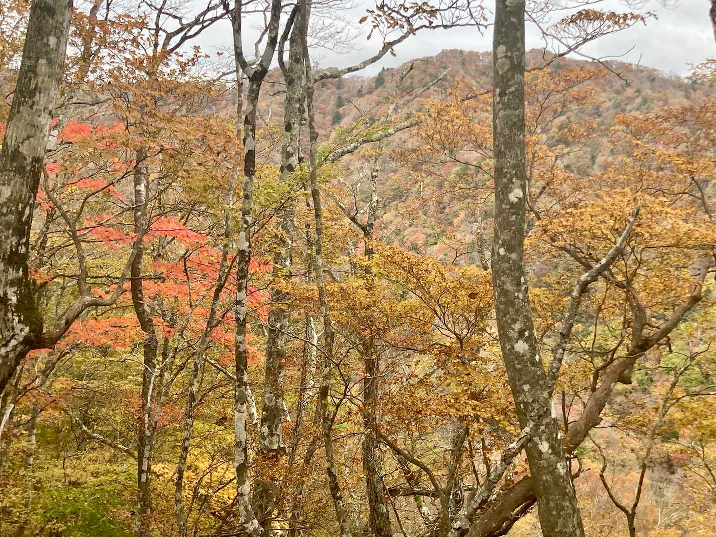 西丹沢ビジターセンターバス停-畦ヶ丸山-大滝橋バス停 縦走コースの写真