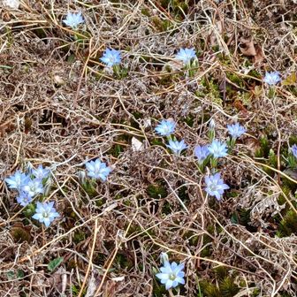 ハルリンドウ？