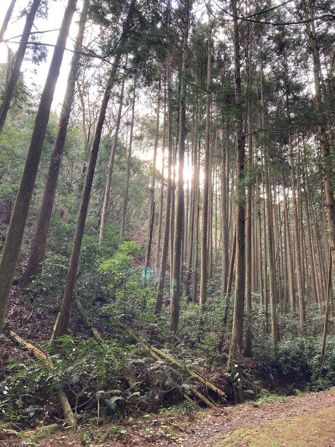 いつもの登山口。
木漏れ日に春を感じる。