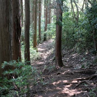 一丁平からトイレの裏を回ってわき道を行きます！ちょっと涼しいです。