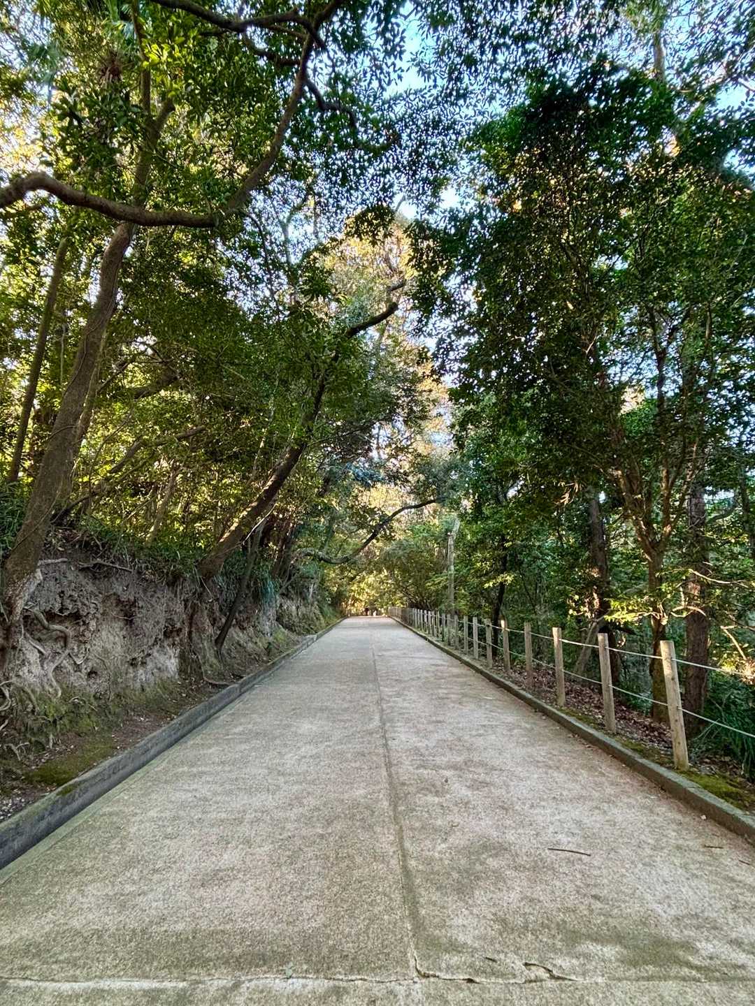 緑に囲まれて心地よい〜🌲