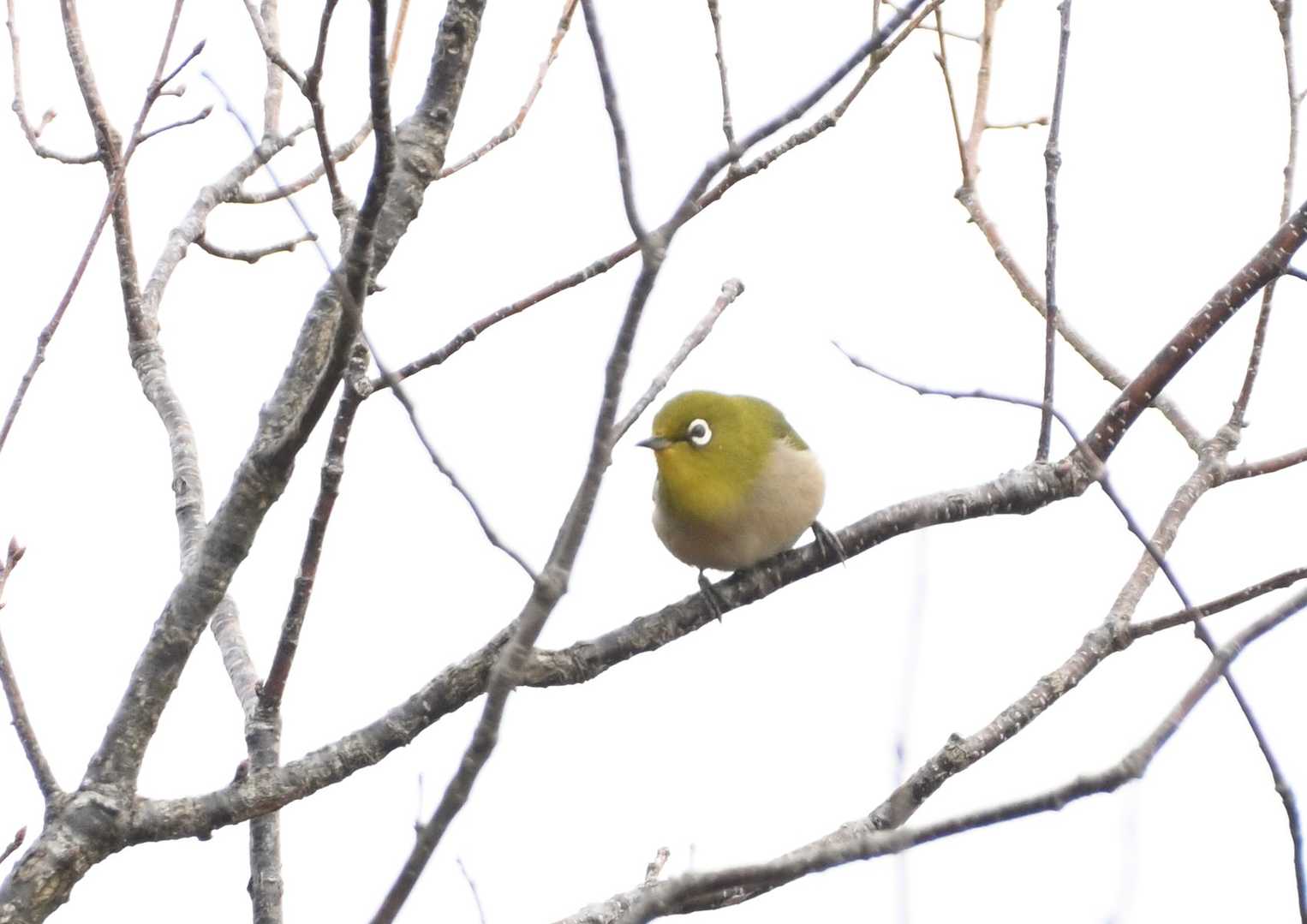 メジロが迎えてくれました