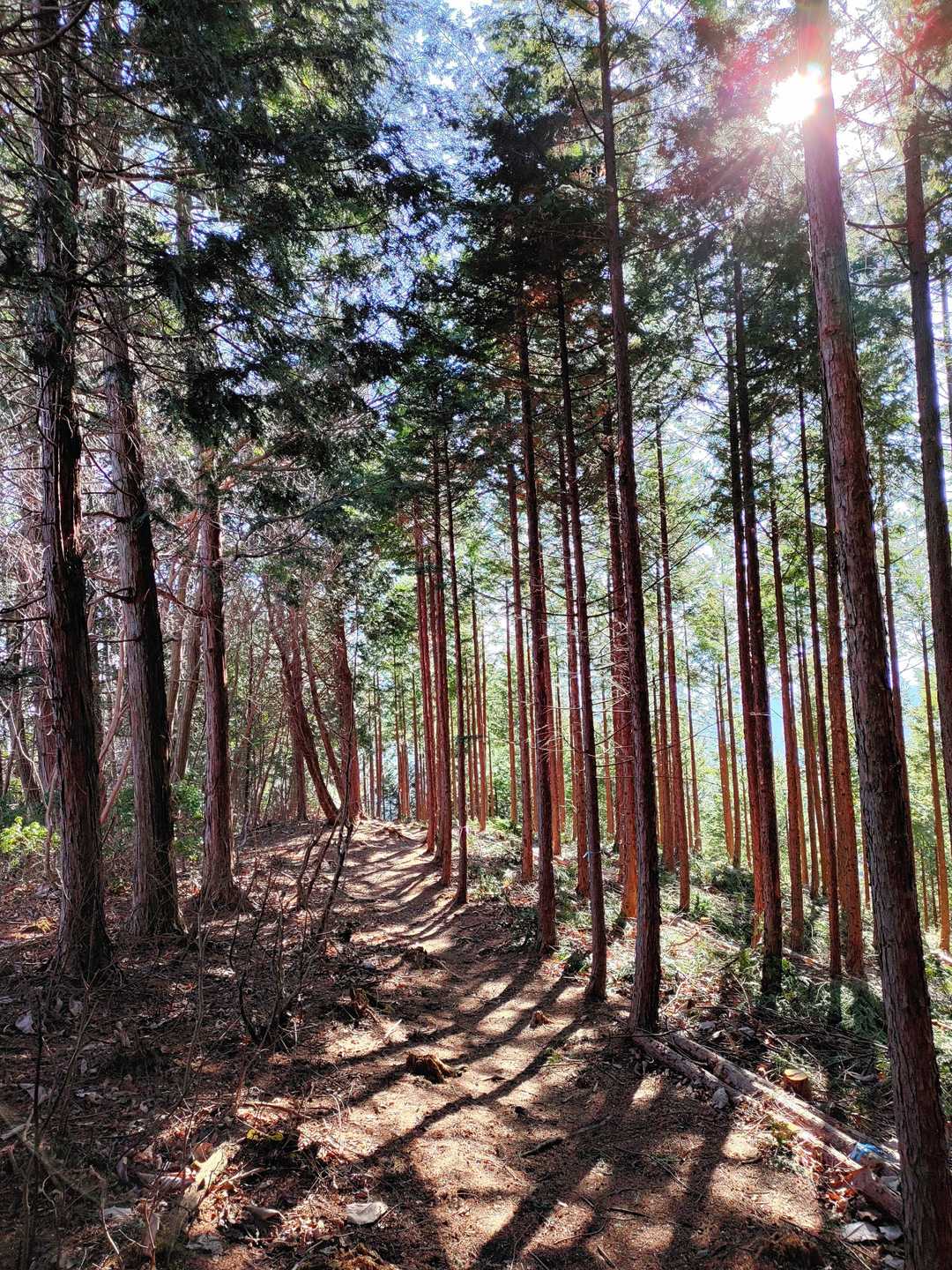 杉ノ峠-父不見山 往復コースの写真