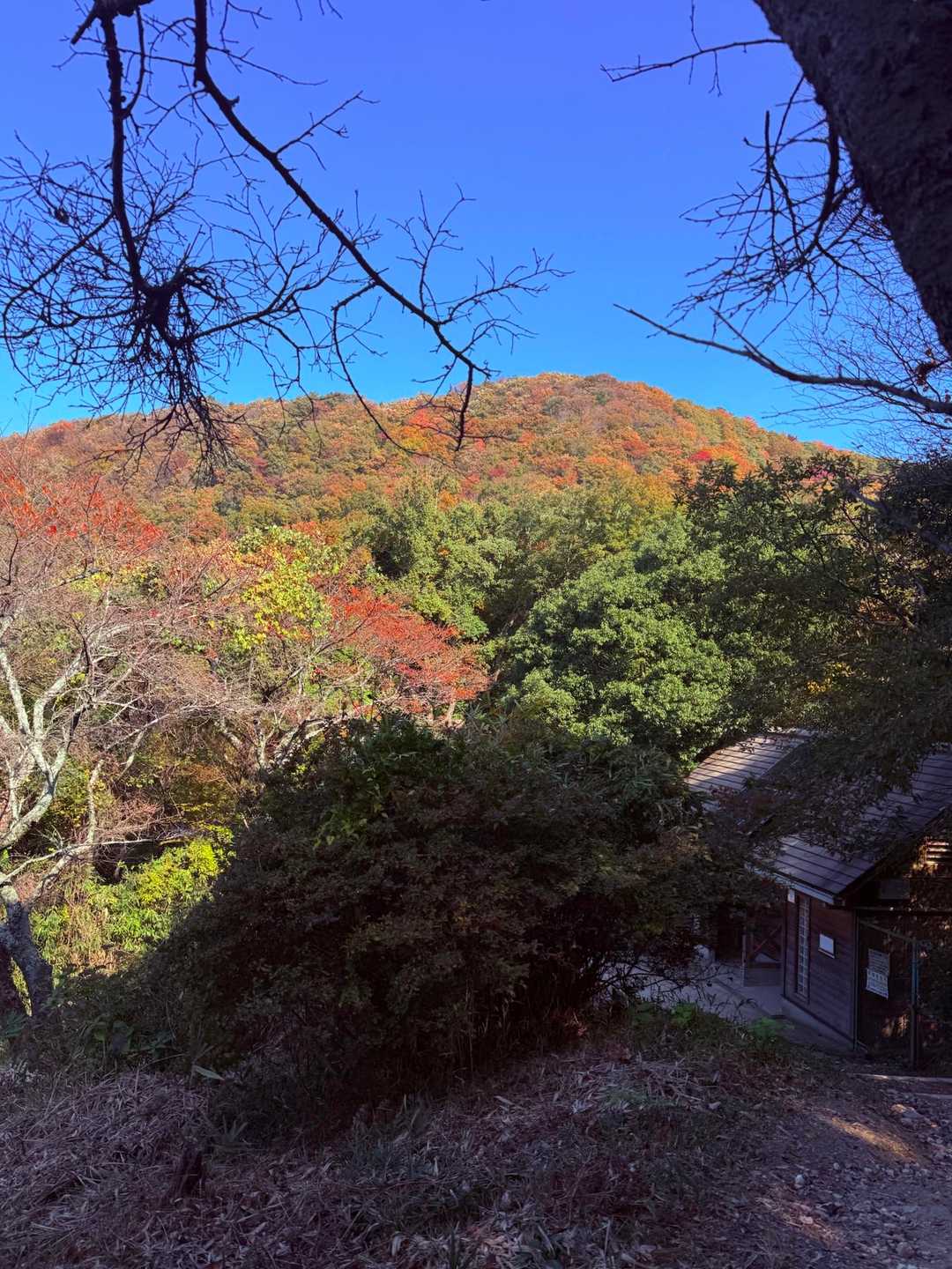 雄岳も紅葉🍁