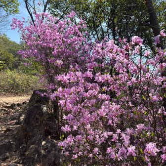 桜にも負けてないミツバツツジ🩷