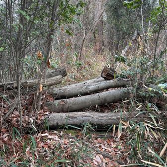 倒木有ります慎重に乗り越えてください